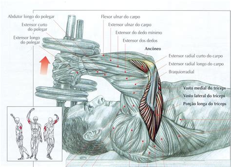 Tr Ceps Testa Halteres Dicas De Muscula O