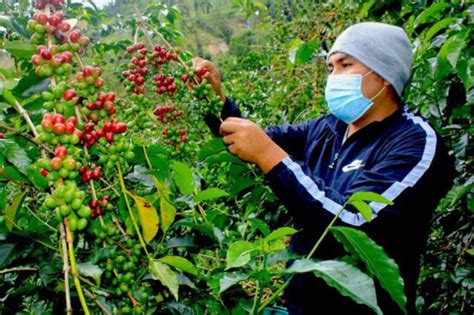 Cafetaleros de Alto Huallaga proyectan comercializar más de 1 200