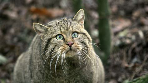 Fast In Jedem Wald Seltenes Wildtier Breitet Sich In Niedersachsen Aus