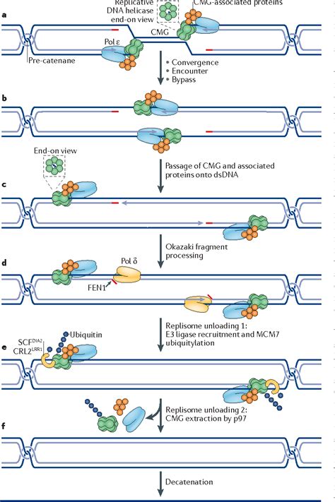 Dna Replication Flowchart