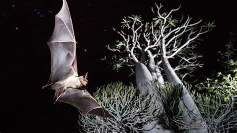 Bat Species Found Only on Islands in Trouble Worldwide - The Official ...