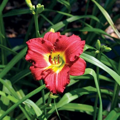 RUBY STELLA DAYLILY - Foothills Nurseries