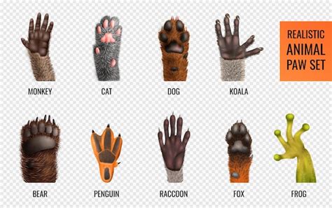 3d Animal Paw Images - Free Download on Freepik