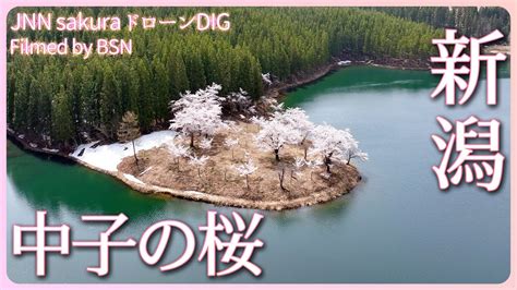 残雪と湖面に映える中子の桜 新潟県津南町【jnn Sakuraドローンdig 2023】 Youtube