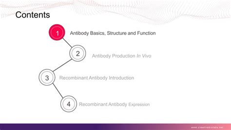 Recombinant Antibody Overview I Creative Biolabs Ppt