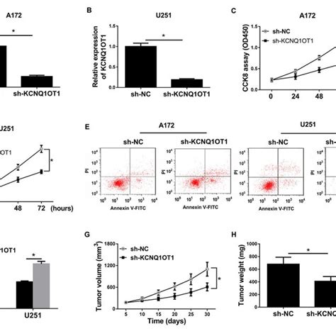 Knockdown Of Kcnq Ot Suppresses Cell Viability And Tumor Growth But