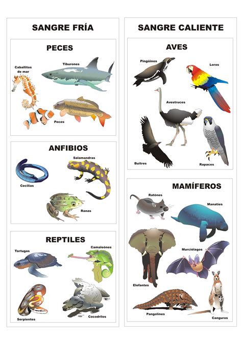 Clasificación De Los Animales Vertebrados Plagda Infantil