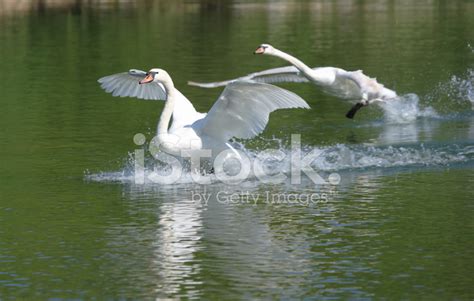 Two Swans Landing Gon Water Splashdown Stock Photo Royalty Free