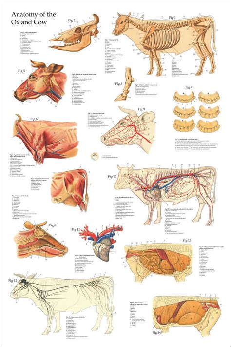 Ox Bovine Cow Veterinary Anatomy Poster 24" X 36" Wall Chart