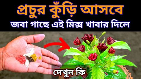 প্রচুর কুঁড়ি আসবে জবা গাছে এই মিক্স খাবার দিলে দেখুন কি How To Get