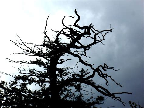 Withered Tree Branches