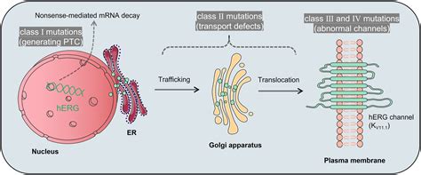 Deciphering Herg Mutation In Long Qt Syndrome Type Using Antisense