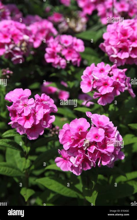 Phlox Paniculata Eva Cullum Close Up Of Flower Stock Photo Alamy