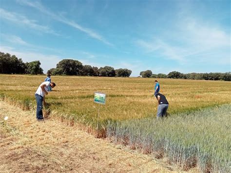 El Gobierno Aprueba Ayudas De 300 Millones A Agricultores Por El Alza