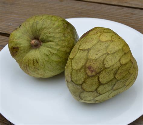 Annona Cherimola Bays Cherimoya Seeds
