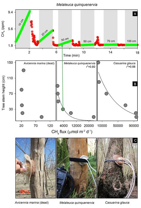 Methane Emissions From Trees Resolving The Drivers Fluxes And