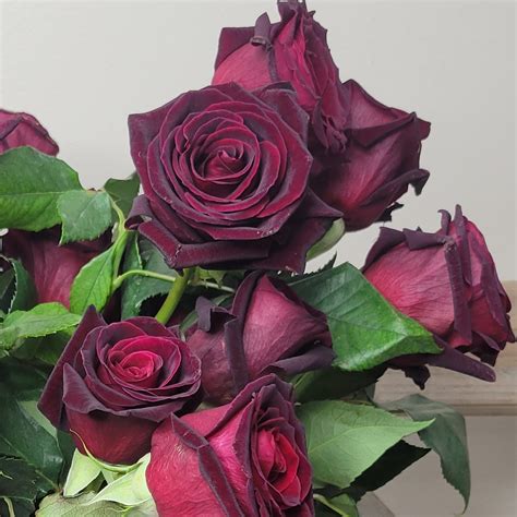 Black Baccara Roses: Symbolism, Care Tips, and Styling Ideas