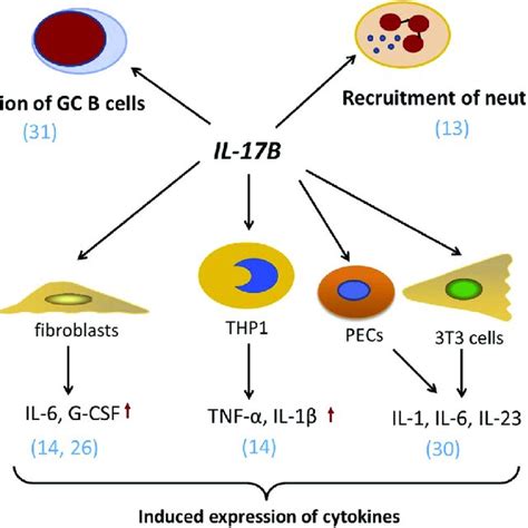 The Role Of Il B In Tissue Regeneration Il B Receptors Il Rb