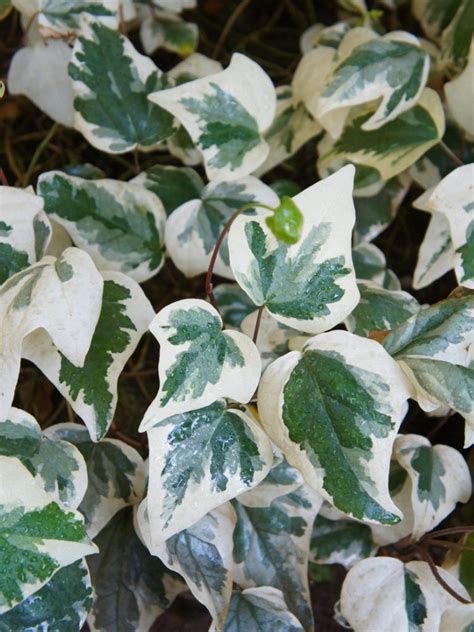 Algerian Ivy Information How To Care For Algerian Ivy In The Garden