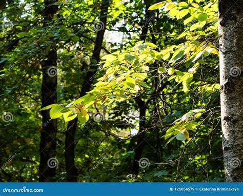 Galhos Iluminados Pelo Sol Na Floresta No Outono Imagem De Stock