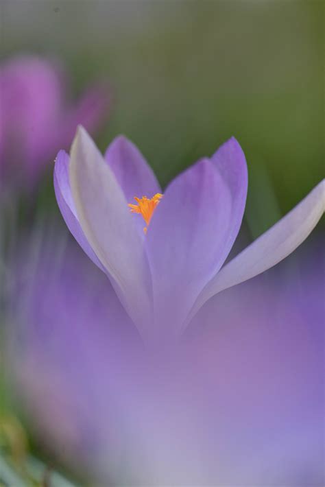 Krokus Unbestimmt Krokus Unbestimmt Crocus Indet C Flickr