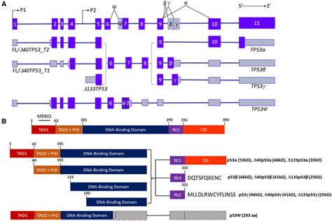 Human TP53 Gene Known RNA Transcripts And Protein Isoforms A