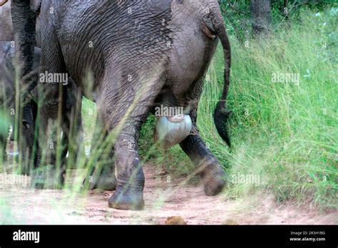 African elephant (Loxodonta africana) elephant, elephants, mammals ...