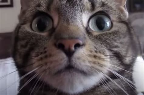 カメラ大好き猫さん、ドアップでゴロゴロ…♪ | ねこのこと。～猫がもっと好きになる動画紹介サイト～