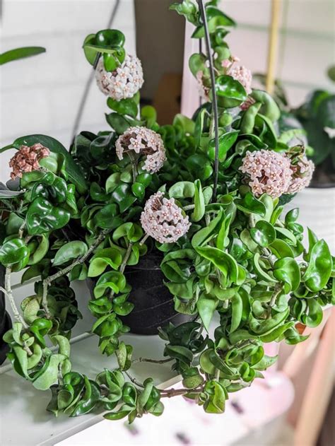 How To Get A Hoya To Bloom My Tips For Encouraging Flowering