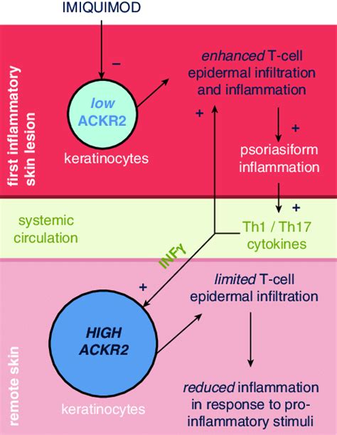 Schematic Model Of The Main Findings Of The Study Ackr2 Atypical