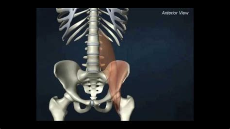 Anatomía Del Psoas Ilíaco Tv Universidad De Murcia