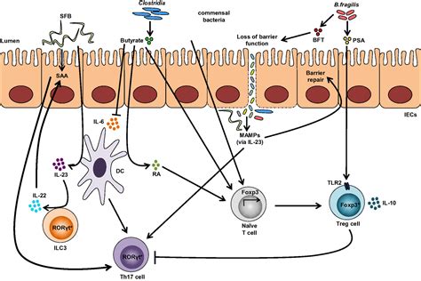 Frontiers The Treg Th Axis A Dynamic Balance Regulated By The Gut