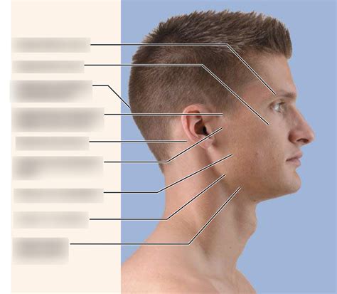 surface anatomy  head diagram quizlet