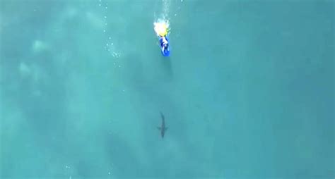 Sharks Archives Towleroad Gay News