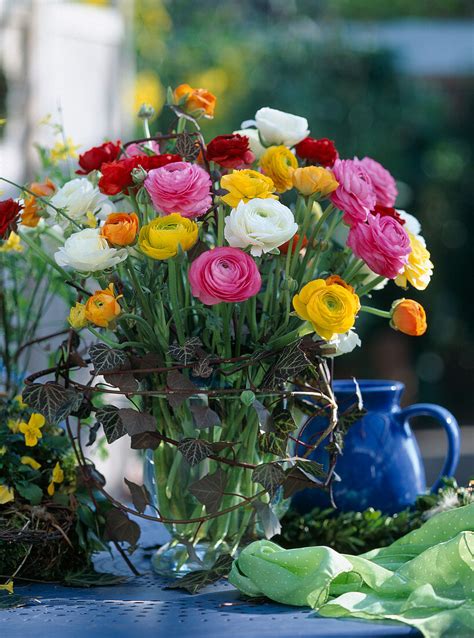 Glasvase Mit Ranunculus Asiaticus Bild Kaufen