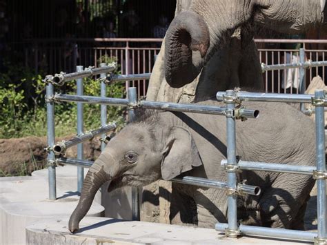 やまこじ On Twitter 柵から顔を出した赤ちゃんのキラキラの瞳🐘 東山動植物園 アジアゾウ