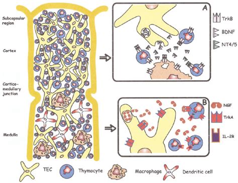 Schematic Representation Of Putative Actions Of The NGF And BDNF In The