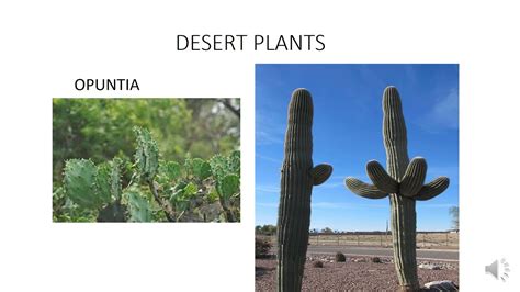 Desert Plants Adaptations Youtube