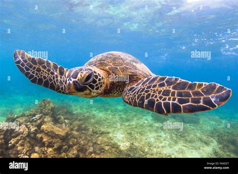Hawaiian Green Sea Turtle Stock Photo Alamy