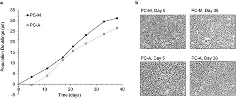 Cell Growth Rates Expansion And Morphology Of Hesc Derived