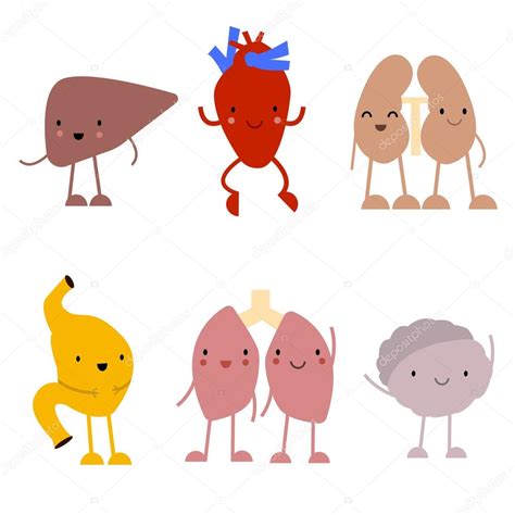 Cute cartoon anatomy set Stock Vector Image by ©AnnaIsaeva #123360862