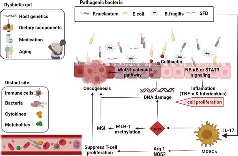 Frontiers Antitumor Effects Of Fecal Microbiota Transplantation