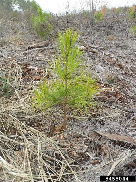 Loblolly Pine Pinus Taeda