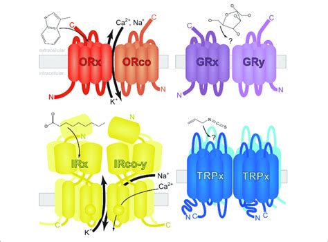 | Generalized structure and membrane topology of insect chemosensory... | Download Scientific ...