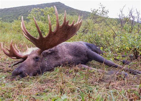 Alaska Moose Hunting - Guided Moose Hunts by Vast Alaska