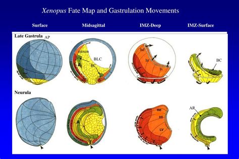 Ppt Gastrulation Of Xenopus Powerpoint Presentation Free Download