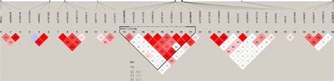 Haplotype block map of block 7 (defined manually). | Download Scientific Diagram