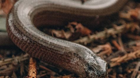 South Africa Has A Shortage Of Snake Antivenom This Is Why It Matters