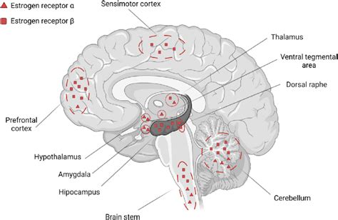 Er Estrogen Receptors In The Brain Most Receptors Are Located In The