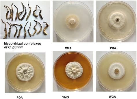 Frontiers Activities And Metabolomics Of Cordyceps Gunnii Under